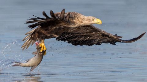 Natur erleben - Seeadler