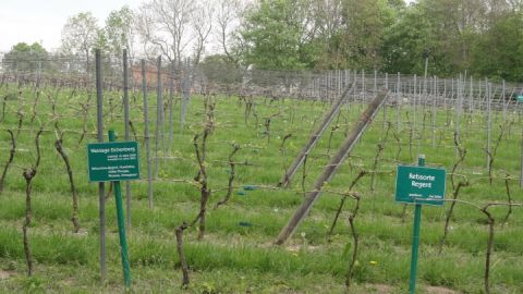 Weinberg Rattey_1