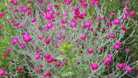 garten1