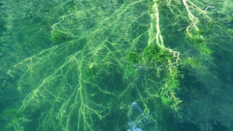 baum im wasser-1