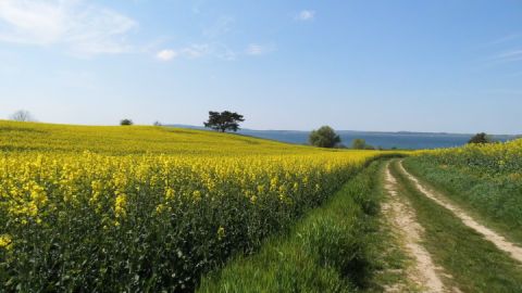 Wiesenweg