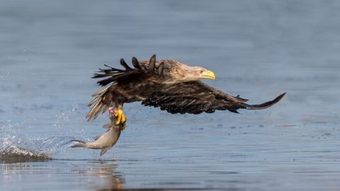 Seeadler - Erlebe Wildnis e. K.