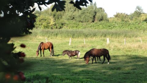 Reiten in Vorpommern - immer ein Erlebnis